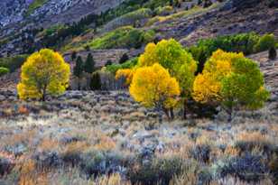 Aspens along June Lake road-0499